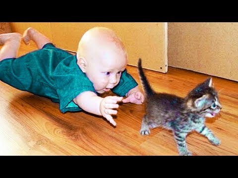 Funny Babies Trolling Animals 3|Swag Video status 