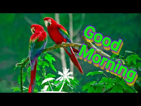 Beautiful Good morning video, Whatsapp status video, Greetings, wishes, quotes, Happy morning,