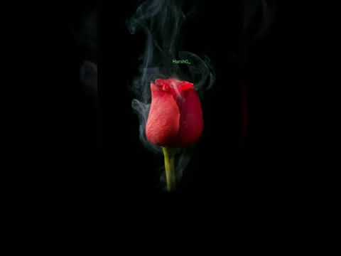 Rose ??Day Special Valentine's Day full screen WhatsApp Status video | Love valentine's day ♥️ Swag Video Status