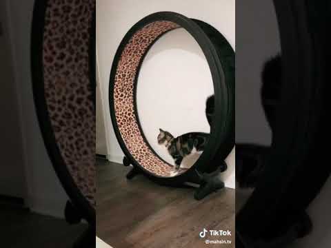 Funny prank with a cute cat - Joke with cats - Cute cats Prank - fun with cats | Swag Video Status