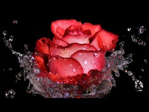 Rose day Status || 7 February || Rose day Poetry || Valentine's Week Special || Rose Day Shayari || Swag Video Status