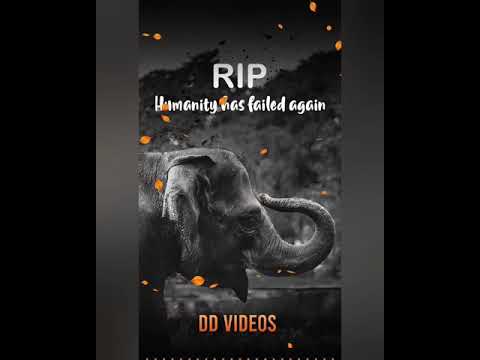 RIP Elephant Sad WhatsApp Status||Humanity Has Failed Again||Hathi Mere Sathi||Elephant Status|| Swag Video Status