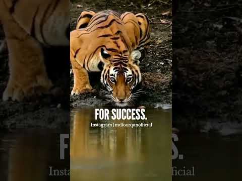Success whatsapp status full screen english | English motivational whatsapp status video | Swag Video Status