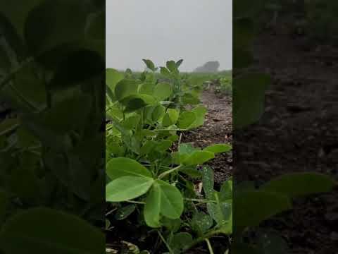 Varsad Ni Moj | Khedut Putra | Rain Status | Monsoon Full Screen |Nature WhatsApp Status | Swag Video Status