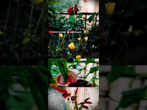 Mausam Mausam | Full screen status | Flowers | Nature status | Monsoon Status | Swag Video Status