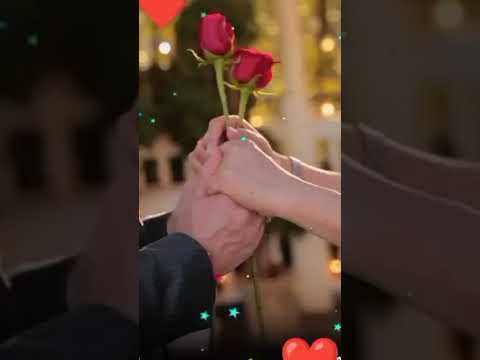 feburary spaical rose day status | Swag Video Status