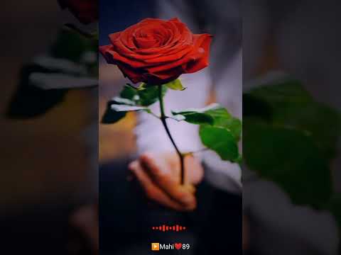 Rose Day Status 2022 | Happy Rose Day 2022 Whatsapp Status | Swag Video Status