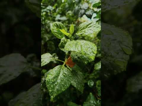 Raining days Kerala Nature whatsapp status | Swag Video Status