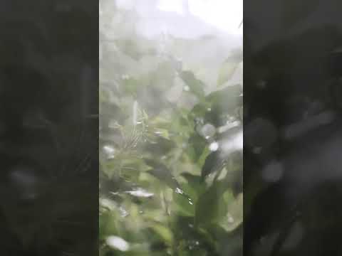 Monsoon special video whatsapp status | Swag Video Status