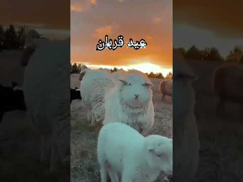 Eid Mubarak whatsapp status Eid ul adha Mubarak video | Swag Video Status