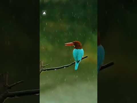 Rain with bird sound status | Swag Video Status