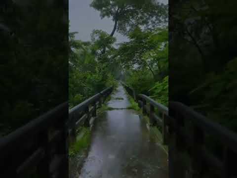 Rainy weather status | Swaag Video Status