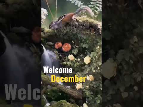 Goodbye November Welcome December Shorts | Swag Video Status
