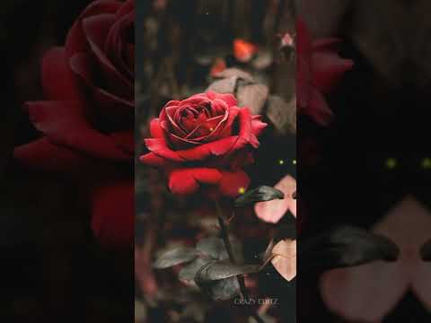Happy Rose day 4k status | Swag Video Status