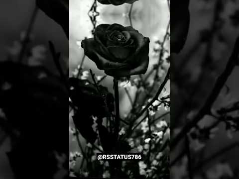 Black Rose WhatsApp Status | Swag Video Status