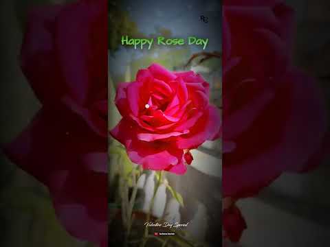 Valentines day special Happy Rose Day Status | Swag Video Status