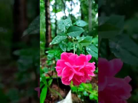 Beautifull Pink Rose Rain full screen Whatsapp Status | Swag Video Status