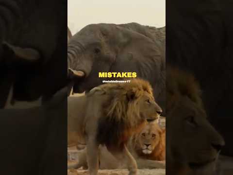 Attitude - Lion King - Learn From Your Mistakes 🦁 👑 shorts | Swag Video Status